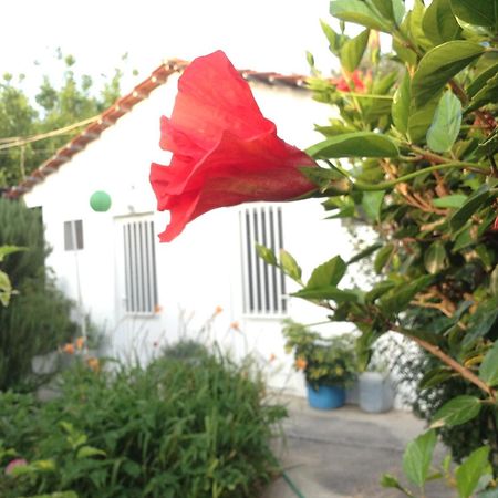 Pension Zoi Kolymbia Exterior foto